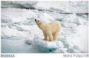 Polar Bear on the Alexandra's Land, Franz Josef Land, Arkhangelsk Oblast