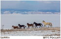 Wild Horses of Olkhon, Baikal Lake, Irkutsk Oblast