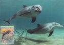 Black Sea Bottlenose Dolphin (Tursiops truncatus ponticus)