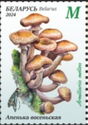 Honey Fungus