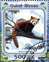 Giant Panda, Red Panda