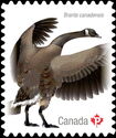 Canada Goose (Branta canadensis)