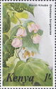 Dombeya burgessiae
