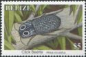 Click Beetle (Alaus oculatus)