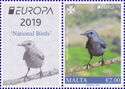 Blue Rock Thrush (Monticola solitarius)
