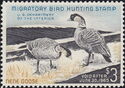 Nene (Branta sandvicensis),