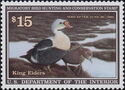 King eider (Somateria spectabilis)