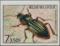 Golden Ground Beetle (Carabus auratus)