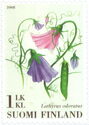 Sweet Pea (Lathyrus odoratus) - in Braille