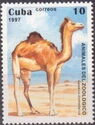 Dromedary (Camelus dromedarius)