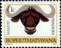 African Buffalo (Syncerus caffer)