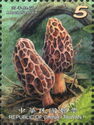 Morchella elata