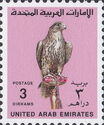 Saker Falcon (Falco cherrug)