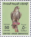 Saker Falcon (Falco cherrug)