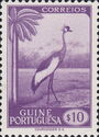 Grey Crowned Crane (Balearica regulorum)