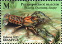 Spiny-Cheek Crayfish (Faxonius limosus)