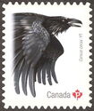 Common Raven (Corvus corax)