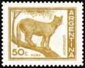 Puma (Felis concolor)