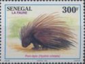 Crested Porcupine (Hystrix cristata)