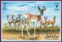 Gazelles of Qatar
