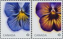 Delta premium & Midnigth glow pansies