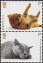 Ginger Cat/British Shorthair