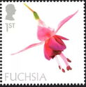 Fuchsia