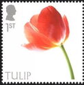 Tulip