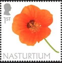 Nasturtium