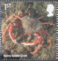Spiny Spider Crab (Maja squinado)