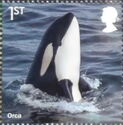 Orca (Orcinus orca)