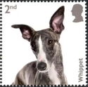 Whippet