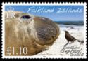 Southern Elephant Seal (Mirounga leonina)