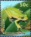 Northern Dwarf Tree Frog (Litoria bicolor)