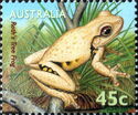 Roth's Tree Frog (Litoria rothii) 