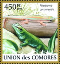 Comoros Day Gecko (Phelsuma comorensis)