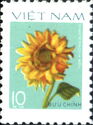 Common Sunflower (Helianthus annuus)
