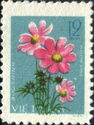 Garden Cosmos (Cosmos bipinnatus)