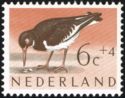 Eurasian Oystercatcher (Haematopus ostralegus)