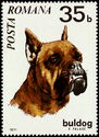 German Boxer (Canis lupus familiaris)