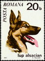 German Shepherd (Canis lupus familiaris)