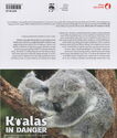 Koalas in Danger