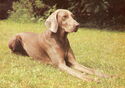 Weimaraner Hound