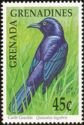 Carib Grackle (Quiscalus lugubris)