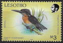 Giant Kingfisher (Megaceryle maxima)