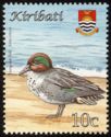 Eurasian Teal (Anas crecca)