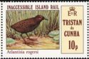 Inaccessible Island Rail (Atlantisia rogersi)