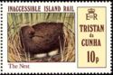 Inaccessible Island Rail (Atlantisia rogersi)