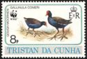 Gough Moorhen (Gallinula comeri)