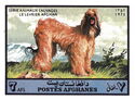 Afghan Hound (Canis familiaris)